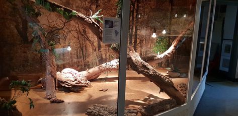 Tegu Lizard Enclosure, Tegu Enclosure, Red Tegu, Lizard Enclosure, Tegu Lizard, Animal Furniture, Pet Lizards, Pet Things, Reptile Room