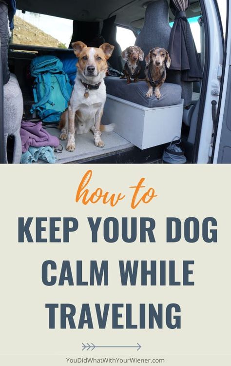 Traveling With Puppy Road Trips, Puppy Road Trip Essentials, Traveling With Your Dog, Dog Airplane Travel, Road Trip With Dogs Ideas, Traveling With Dogs Road Trips, Travel With Pets, Road Trip With Dog Tips, Road Trip Essentials With Dogs