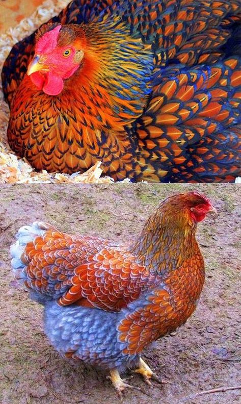 Beautiful hens Fancy Chickens, Backyard Chicken Farming, Beautiful Chickens, Chicken Garden, Keeping Chickens, Cute Chickens, Chickens And Roosters, Rare Animals, Beautiful Bird