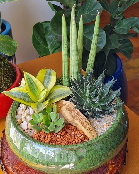 Mini jardim de suculentas: como fazer + 30 ideias decorativas únicas Types Of Succulents Plants, Garden Planning Layout, Miniature Zen Garden, Succulent Planter Diy, Gardening Planting, Succulent Landscape Design, Succulent Garden Indoor, Plant Pot Design, Succulent Garden Design