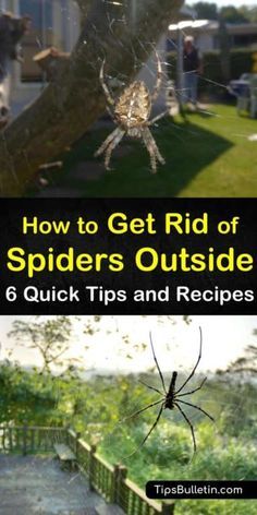 Spider Deterrent How To Get Rid, Diy Spider Spray For House, Spider Spray For Outside, Get Rid Of Spiders In Yard, Outdoor Spider Repellent, Spray For Spiders Outside, Spider Deterrent Essential Oils, How To Repel Spiders In House, Essential Oils To Repel Spiders