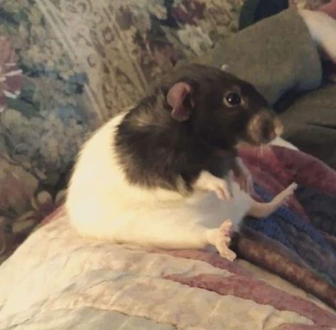 Happy Memes Funny, Maddie Phillips, Rattus Rattus, Happy Memes, Fancy Rat, Black Jokes, Funny Pix, Cute Rats, Mouse Rat