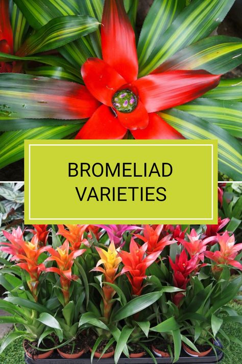 Bromeliads are admired for their unique shapes and vibrant colours, providing a tropical flair even in Australian gardens. One popular type is the Neoregelia carolinae, also called the Blushing Bromeliad, known for its stunning foliage. Ensure these plants thrive by planting them in a sunny location with good drainage. They suit warm temperatures and add a stunning visual touch to your garden. To discover more types of bromeliads and tips on how to cultivate them in Australia, check out the full article. Types Of Ivy, Different Types Of Lilies, Types Of Lavender, Australian Gardens, Pineapple Planting, Ultimate Backyard, Yucca Plant, Cactus Types, Plant Varieties