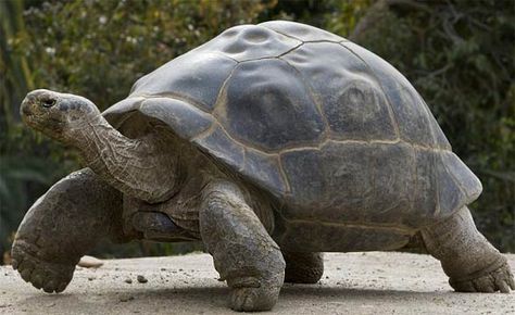 Kawaii Turtle, Tortoise Care, Galapagos Tortoise, Giant Tortoise, Fun Walk, Animal Conservation, Tortoise Turtle, San Diego Zoo, Extinct Animals