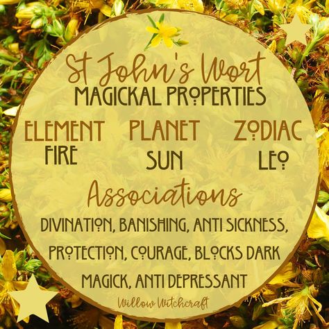 St Johns Wort Witchcraft Uses, St Johns Wart Magical Properties, Blessed Thistle Magical Properties, Witchy Plants, Plant Symbolism, Herb Magick, Herbal Witch, Spell Bottles, Blessed Thistle