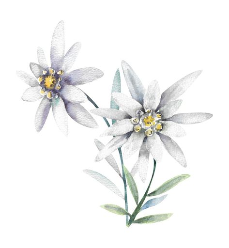 Premium Photo | Watercolor flower two edelweiss flowers on a white background Edelweiss Drawing Illustrations, Edelweiss Watercolor, Edelweiss Illustration, Edelweiss Tattoo, Hall Themes, Alpine Flowers, Edelweiss Flower, Watercolor Flower, Premium Photo