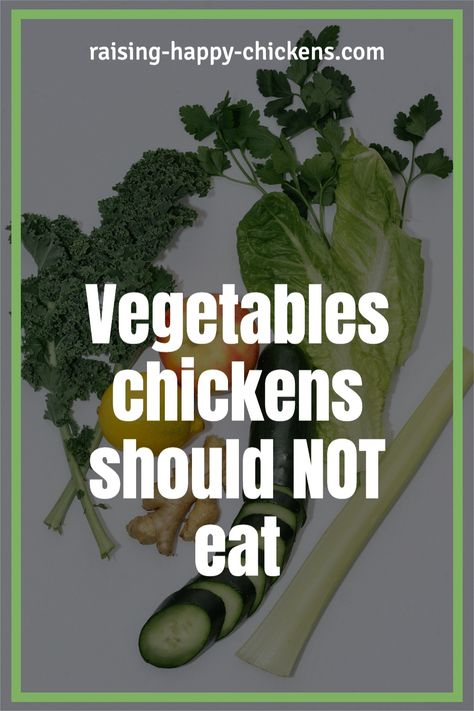 Did you know that there are vegetables chickens should NOT eat? Chickens can eat most vegetables but there are a few that are not safe for them to eat. And some veggies can actually hurt your chickens! Learn what vegetables to avoid feeding your flock and add to their diet the ones they benefit from and contribute to a healthy well balanced diet. You can even make special treats with these. Vegetables For Chickens To Eat, What Can Chickens Eat And Not Eat, Can Chickens Eat Tomatoes, Things Chickens Can Not Eat, Vegetables For Chickens, Feeding Chickens, Chicken Feed Diy, What Can Chickens Eat, High Protein Vegetables