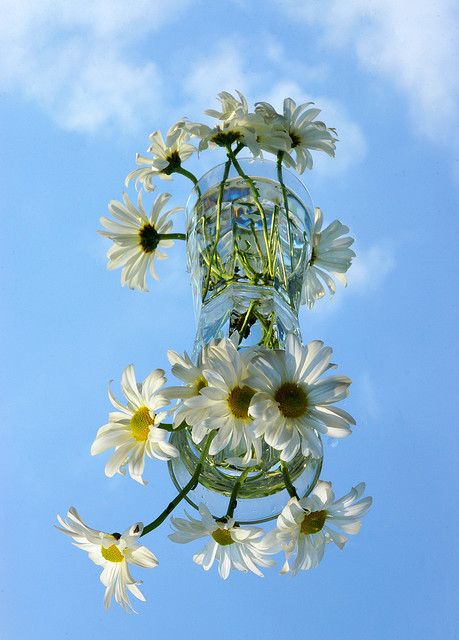 More reflective photography Creative Mirror, Mirror Photography, Double Picture, Flower Mirror, Blue Earth, Reflection Photography, Shadow Photography, Mirror Reflection, Diy Photography