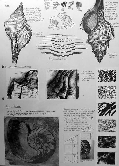 Another comprehensive sketchbook page based on the natural forms of shells. In addition to trialling a range of media and drawing techniques, students begin looking more closely at texture. Charcoal drawings of textured surfaces, as well as an etching of a nautilus shell (with notes about the Golden Section) are included. Sketchbook Layout, Natural Form Art, Gcse Art Sketchbook, Observational Drawing, Textil Design, Charcoal Drawings, Nautilus Shell, 3d Studio, Gcse Art