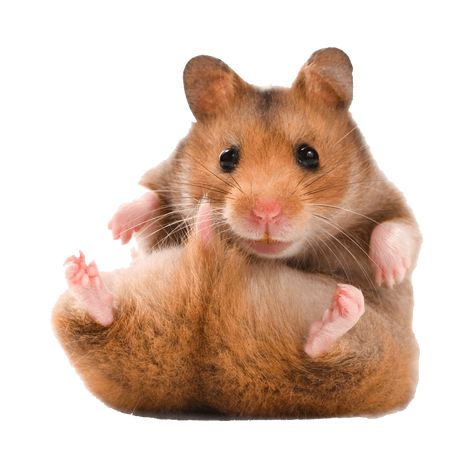 Hamster Hd, Hamster Sticker, Baby Hamster, Photo Clipart, Super Cute Animals, Meme Stickers, Silly Animals, Hamsters, Rodents