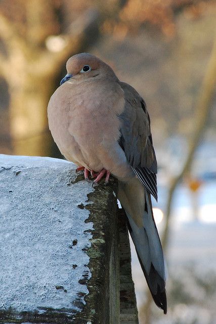 Nothing better to be gardening with the voice of a morning dove in the back ground. I'm so ready to start planting. Morning Dove, Dove Pigeon, Birds And The Bees, Kinds Of Birds, Bird Watcher, Backyard Birds, All Birds, Pretty Birds, Colorful Birds