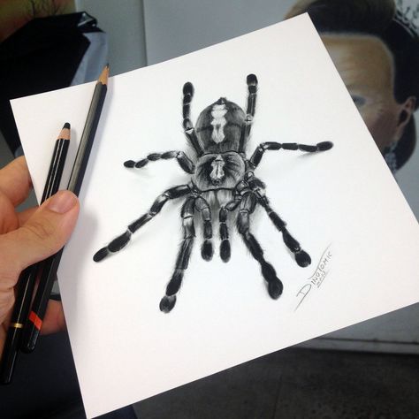 Tarantula Reference, Cute Tarantula Drawing, Tarantula Tattoo Design, Tarantula Tattoo, Tarantula Drawing Realistic, Tarantula Drawing, Tarantula Illustration, Spider Drawing, Spider Web Tattoo