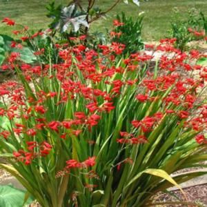 Image Crocosmia Lucifer, Summer Blooming Flowers, Perennial Bulbs, Border Plants, Pollinator Garden, Replant, Types Of Plants, Blooming Flowers, Container Plants