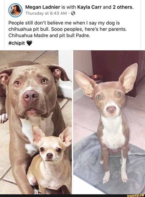 Pitbull Meme, Cute Animal Memes, Funny Animal Jokes, Cute Wild Animals, Funny Animal Memes, Cute Animal Photos, Meme Template, Animal Jokes, Cute Creatures