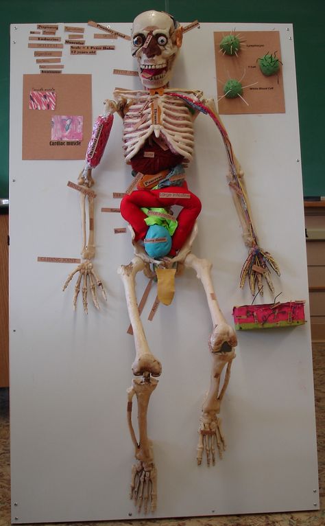 2007 Human Body Project Clay Anatomy, Anatomy Projects, Skeletal System Project, Skeleton Project, Human Body Systems Projects, Body Systems Project, Human Body Science Projects, Science Exhibition Ideas, Skeleton System