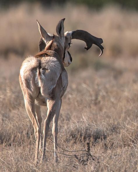 Prong Horn Antelope, Antelope Mounts Pronghorn, Antelope Hunting, Antelope Photography, Waterbuck Antelope, Mule Deer Buck, Giant Eland Antelope, Taxidermy Mounts, Wildlife Pictures