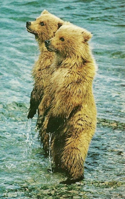 Two Cute Bears! Pretty Posters, Vintage National Geographic, National Geographic Animals, National Geographic Photography, Brown Bears, Vintage Patagonia, African Elephant, Bear Cubs, Grizzly Bear