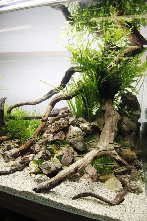 Aquriam Ideas, Tank Aesthetic, Vivarium Ideas, Fish Tank Background, Cichlid Aquarium, Amazing Aquariums, Cactus Terrarium, Fish Tank Design, Aquarium Driftwood