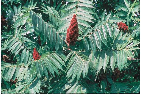 Staghorn sumac -  Rhus typhina - non-poisonous and lovely Rhus Typhina, Staghorn Sumac, Sumac Spice, Soil Conservation, Berry Juice, Tree Seeds, Poison Ivy, Growing Tree, Small Trees