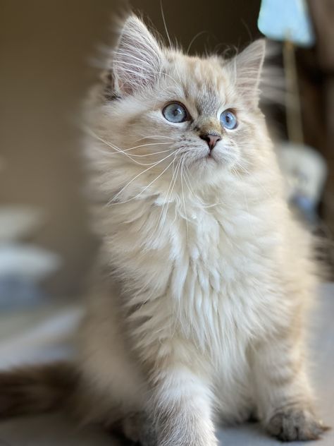 Cute Siberian Cat, White Siberian Cat, Siberian Cat Kitten, Neva Masquerade, Siberian Kittens, Siberian Cats, Hypoallergenic Cats, Siberian Cat, Gorgeous Cats