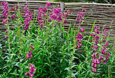 Penstemon : Raven : 1 by PlanetJilly, via Flickr Penstemon Raven, Neon Garden, Planting Schemes, Raven Bird, Garden Border, Planting Plan, My Bad, Memorial Garden, Garden Borders