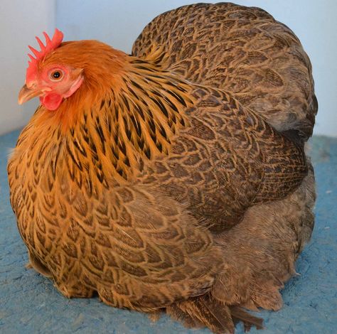 The Pekin Bantam Club of Australia 2012 | Flickr - Photo Sharing! Pekin Bantam Chickens, Pekin Bantams, Chicken Photos, Pekin Chicken, Cochin Chickens, Bantam Chickens, Fancy Chickens, Backyard Chicken Farming, Beautiful Chickens