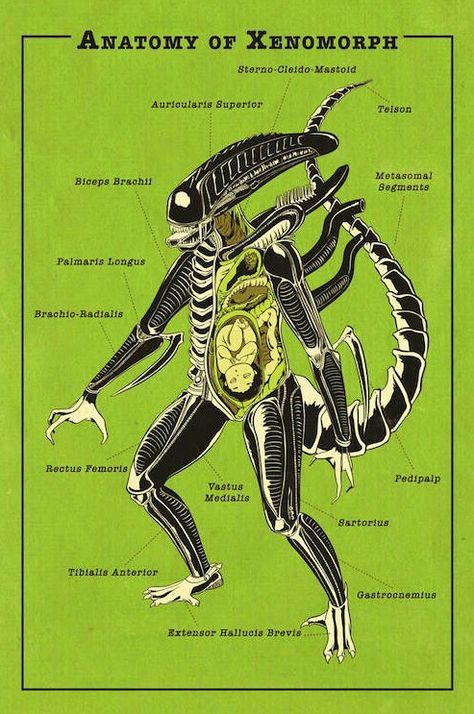 ANATOMY OF XENOMORPH Xenomorph Anatomy, Xenomorph Types, Female Xenomorph, Xenomorph Art, Internal Anatomy, Alien Stuff, Predator Alien Art, Alien Artwork, Alien Vs Predator