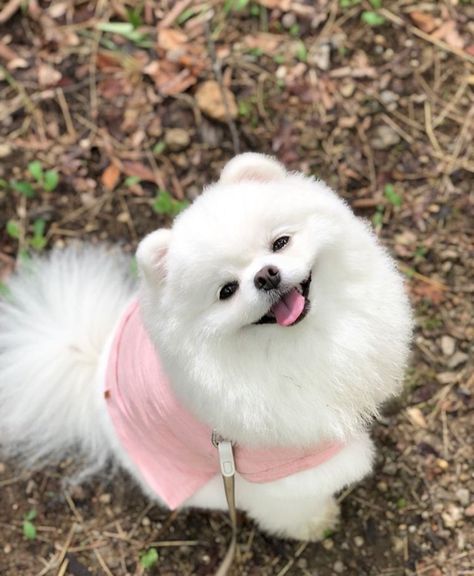 Pom Dog, Spoiled Dogs, Cute Pomeranian, Cute Small Animals, Cute Kawaii Animals, Family Look, Cute Little Kittens, Really Cute Dogs, Broken Hearts