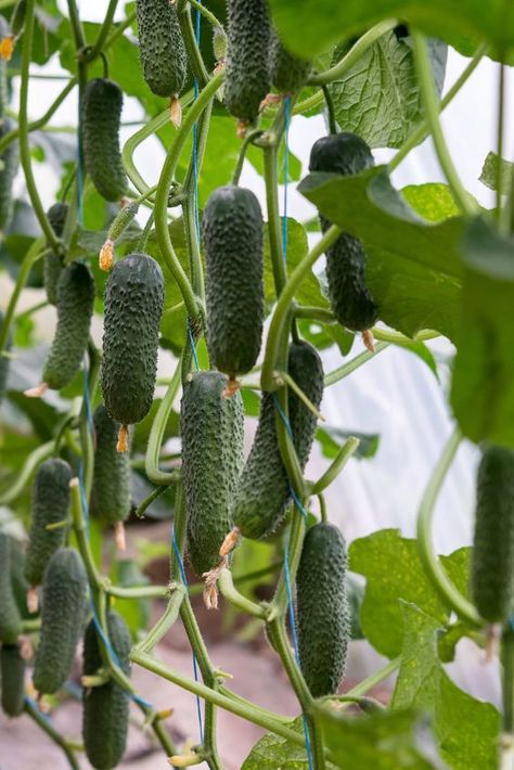 When To Pick Cucumbers, Salad Recipes Cucumber, Cucumbers Recipes, Cucumber Water Recipe, Cucumber Salad Recipes, Recipes Cucumber, Cucumber Salad Vinegar, Recipe Cucumber, Water Cucumber