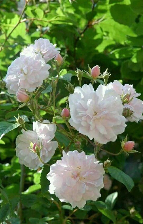 Container Roses, Rose Plant Care, Musk Rose, Rambling Rose, Raindrops And Roses, Shrub Roses, Plant Aesthetic, Planting Roses, Climbing Roses