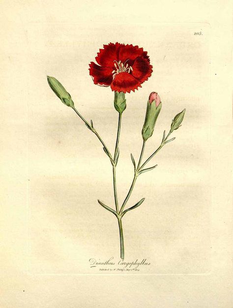 Dianthus caryophyllus / carnation / clove pink Victorian Botanical, Dianthus Caryophyllus, Pink Carnations, Carnation Flower, Art Clipart, Picture Collection, Botanical Illustration, Antique Victorian, Hand Coloring