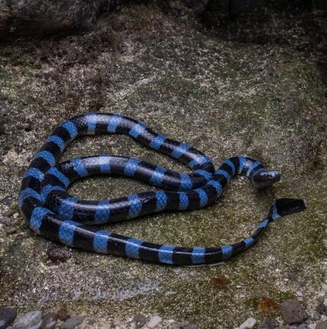 Blue-lipped Sea Krait Sea Krait, Snake Turtle, Cool Snakes, Sea Snake, Blue Lips, Cute Snake, Snake Venom, Weird Animals, Blue Sea