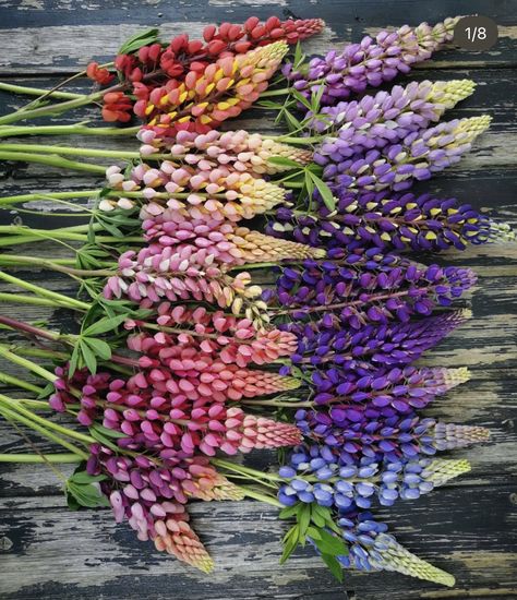 Lupines Garden, 1 Acre Homestead, Acrylic Paint Ideas, Madeline Island, Aesthetic Country, Lupine Flowers, Dreamy Flowers, Acre Homestead, Country Summer