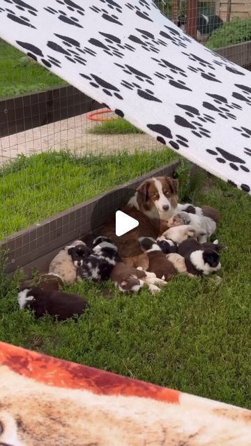 Golden Aussie, Miniature Australian Shepherd Puppies, Mini Australian Shepherd, Miniature Australian Shepherd, Aussie Shepherd, Australian Shepherd Puppy, Australian Shepherd Mix, Aussie Puppies, Mini Aussie