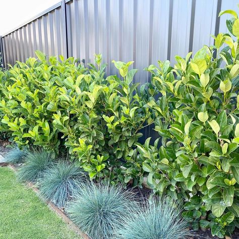 Fence Screening Plants, Plants In Front Of Fence, Landscape Ideas Along Fence, Plants Along Fence, Front Garden Bed Ideas, Garden Beds Along Fence, Fence Screening Ideas, Perth Landscaping, Viburnum Odoratissimum