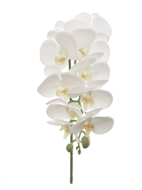 Elevate your decor with the timeless beauty of our "31" White Phalaenopsis Orchid Stem bundle. Perfect for home, weddings, and special celebrations. White Phalaenopsis Orchid, Home Weddings, Artificial Orchids, Phalaenopsis Orchid, White Orchids, Elegant Home Decor, Elegant Decor, Timeless Beauty, Artificial Flowers