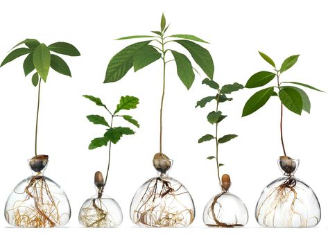 Avocado Seed Growing, Plants In Jars, Modern Glass Vases, Avocado Plant, Grow Avocado, Avocado Seed, Avocado Tree, Seed Germination, Home Decor Vases