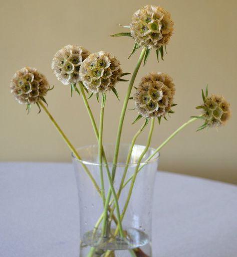 Scabiosa Stellata, Wedding Bouquets Bride, Shade Flowers, Heirloom Vegetables, Paper Moon, Cut Flower Garden, Seed Company, Pink And White Flowers, Rare Flowers