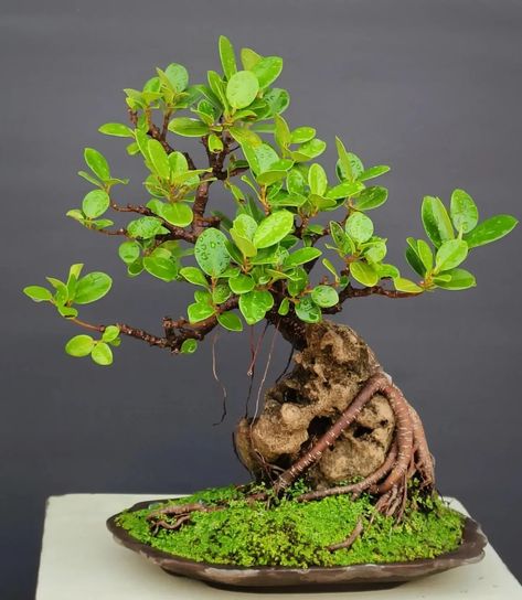 Banyan Bonsai, Banyan Tree Bonsai, Bonsai Meaning, Bonsai Mame, Ficus Microcarpa, Tropical Oasis, Banyan Tree, Bonsai Plants, Bonsai Trees