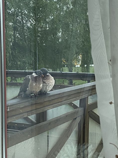 Two birds in love #bird #birds #window #balcony #love #birdlove #loving #cuddle #animal Two Animals In Love, Cute Animal Couples, Birds Cuddling, Animals Cuddling, Animal Pairs, Animal Couples, Animals In Love, Birds In Love, Animals Kissing