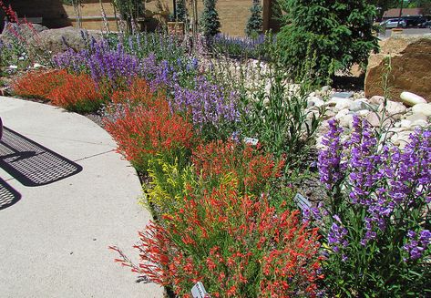 Tough Plants for Wyoming Gardeners Bio Diverse Lawn, Wyoming Landscape Ideas, Biodiverse Yard, Wyoming Landscaping, Mountain Landscaping, Drought Tolerant Landscape Front Yard, Xeriscape Ideas, Colorado Gardening, Farm Landscaping