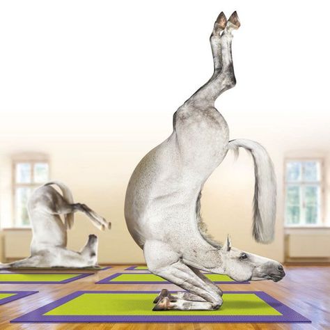 Horse Pilates :P Horse Yoga, Anthropomorphic Animals, Horse Cartoon, Yoga World, Year Of The Horse, Horse Illustration, Acro Yoga, Yoga Art, Happy Chinese New Year