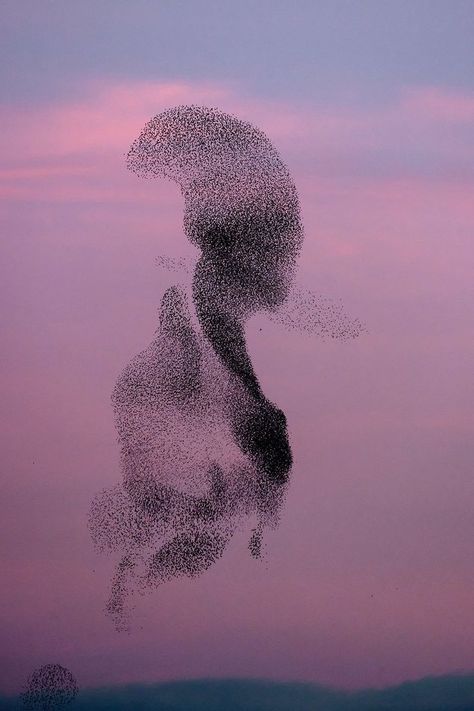 a murmuration of starlings at dusk photographed by Søren Solkær Dragon Blood Tree, Aerial Arts, Colossal Art, Flock Of Birds, World Images, Evening Sky, Natural Phenomena, Starling, Photography Projects