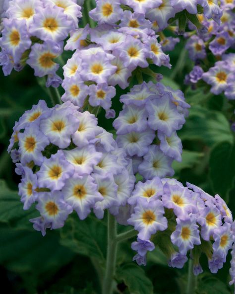 Heliotrope "Simply Scentsational" Annual Garden, Very Beautiful Flowers, Cottage Garden Plants, Blue And Purple Flowers, Aromatic Plant, Fragrant Plant, Victorian Flowers, Anemone Flower, Language Of Flowers