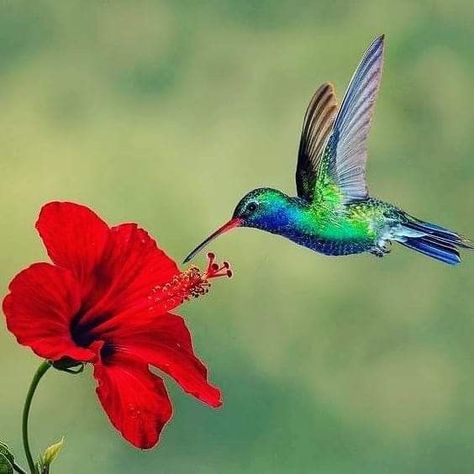 Images Of Hummingbirds, Hummingbird Drinking From Flower, Hummingbird Colors, Hummingbird Drawing, Hummingbird And Flower, Hummingbirds Photography, Hummingbird Photos, Wallpaper Animals, Hummingbird Pictures