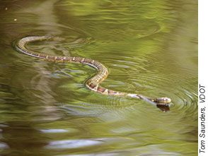 Wetland Biome, Swamp Animals, Great Dismal Swamp, Dismal Swamp, Water Snake, Deer Crossing, Blind Girl, Snake Art, Army Corps Of Engineers