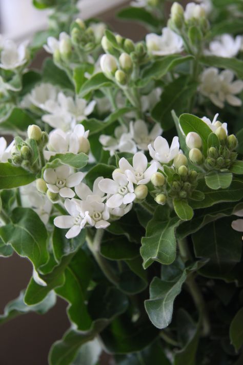 Oxypetalum 'White star' White Tweedia, Flowers Board, February Wedding, Wedding Flower Inspiration, Floral Image, White Gardens, Types Of Flowers, Farm Wedding, Amazing Flowers