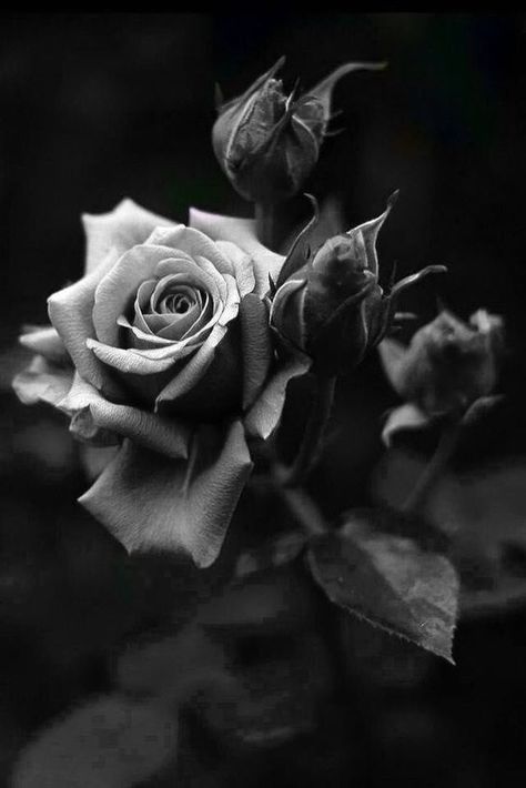 Rose Reference, Black And White Roses, Rose Flower Wallpaper, Black And White Flowers, Beautiful Rose Flowers, Rose Wallpaper, Rose Tattoos, White Photo, Rose Tattoo