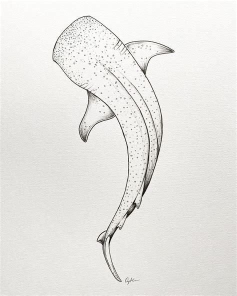 Shark Drawing Tattoo, Whale Shark Outline, Drawing Whale, Whale Shark Drawing, Shark Outline, Animal Tatoos, Drawing Tattoo Ideas, Whale Shark Tattoo, Photorealistic Drawings