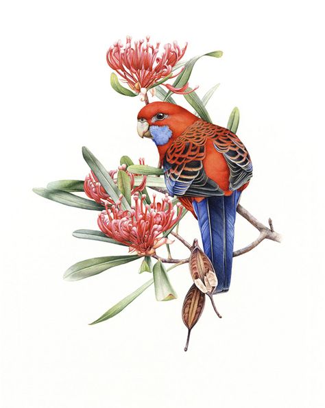 Heidi Willis - Crimson Rosellas Bird Watercolor Paintings, Australian Birds, Bird Artwork, Wildlife Artists, Hur Man Målar, Art Et Illustration, Exotic Birds, Bird Drawings, Bird Illustration